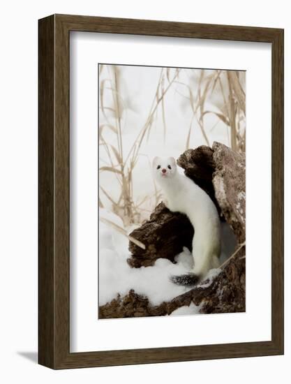 Stoat (Mustela erminea) adult, in 'ermine' white winter coat, climbing over log in snow, Minnesota-Paul Sawer-Framed Photographic Print