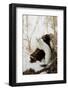 Stoat (Mustela erminea) adult, in 'ermine' white winter coat, climbing over log in snow, Minnesota-Paul Sawer-Framed Photographic Print