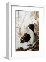 Stoat (Mustela erminea) adult, in 'ermine' white winter coat, climbing over log in snow, Minnesota-Paul Sawer-Framed Photographic Print