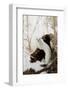 Stoat (Mustela erminea) adult, in 'ermine' white winter coat, climbing over log in snow, Minnesota-Paul Sawer-Framed Photographic Print