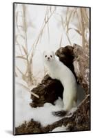 Stoat (Mustela erminea) adult, in 'ermine' white winter coat, climbing over log in snow, Minnesota-Paul Sawer-Mounted Photographic Print