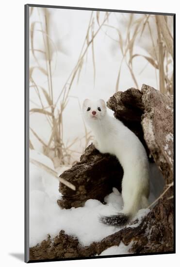 Stoat (Mustela erminea) adult, in 'ermine' white winter coat, climbing over log in snow, Minnesota-Paul Sawer-Mounted Photographic Print