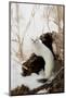 Stoat (Mustela erminea) adult, in 'ermine' white winter coat, climbing over log in snow, Minnesota-Paul Sawer-Mounted Photographic Print