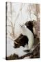 Stoat (Mustela erminea) adult, in 'ermine' white winter coat, climbing over log in snow, Minnesota-Paul Sawer-Stretched Canvas