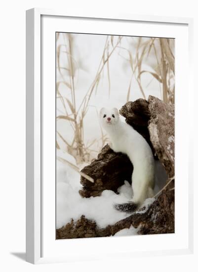 Stoat (Mustela erminea) adult, in 'ermine' white winter coat, climbing over log in snow, Minnesota-Paul Sawer-Framed Photographic Print