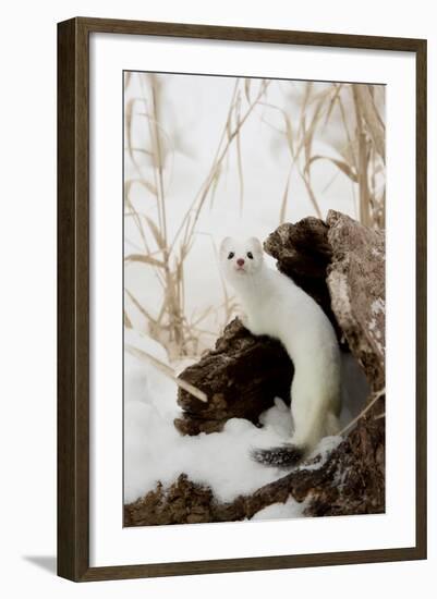 Stoat (Mustela erminea) adult, in 'ermine' white winter coat, climbing over log in snow, Minnesota-Paul Sawer-Framed Photographic Print