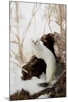 Stoat (Mustela erminea) adult, in 'ermine' white winter coat, climbing over log in snow, Minnesota-Paul Sawer-Mounted Photographic Print