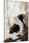 Stoat (Mustela erminea) adult, in 'ermine' white winter coat, climbing over log in snow, Minnesota-Paul Sawer-Mounted Photographic Print