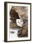 Stoat (Mustela erminea) adult, in 'ermine' white winter coat, Minnesota-Paul Sawer-Framed Premium Photographic Print