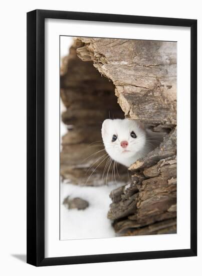 Stoat (Mustela erminea) adult, in 'ermine' white winter coat, Minnesota-Paul Sawer-Framed Premium Photographic Print