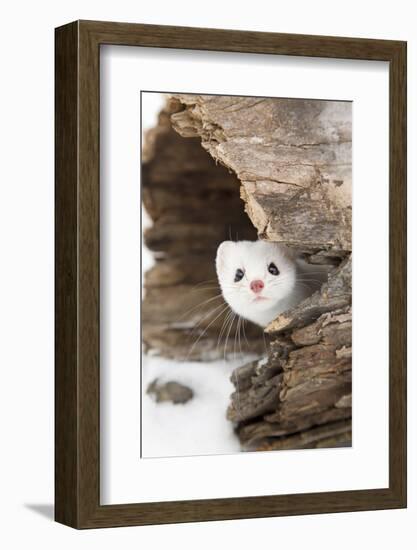 Stoat (Mustela erminea) adult, in 'ermine' white winter coat, Minnesota-Paul Sawer-Framed Photographic Print