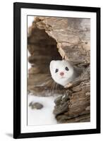 Stoat (Mustela erminea) adult, in 'ermine' white winter coat, Minnesota-Paul Sawer-Framed Photographic Print