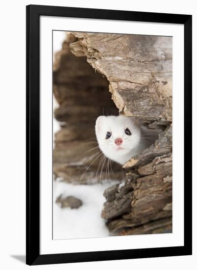 Stoat (Mustela erminea) adult, in 'ermine' white winter coat, Minnesota-Paul Sawer-Framed Photographic Print