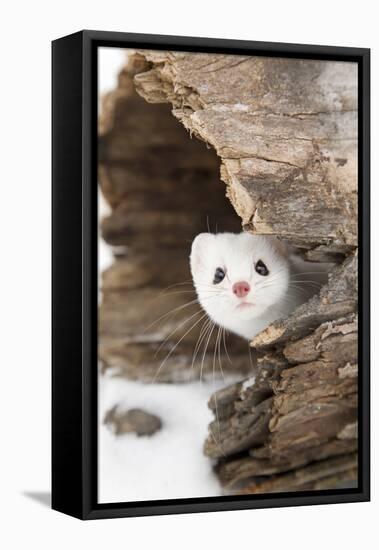 Stoat (Mustela erminea) adult, in 'ermine' white winter coat, Minnesota-Paul Sawer-Framed Stretched Canvas