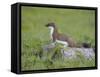 Stoat (Mustela Erminea) Standing on Rock in Saltmarsh, Conwy, Wales, UK, June-Richard Steel-Framed Stretched Canvas