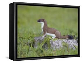 Stoat (Mustela Erminea) Standing on Rock in Saltmarsh, Conwy, Wales, UK, June-Richard Steel-Framed Stretched Canvas