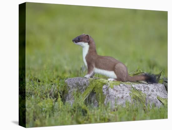 Stoat (Mustela Erminea) Standing on Rock in Saltmarsh, Conwy, Wales, UK, June-Richard Steel-Stretched Canvas