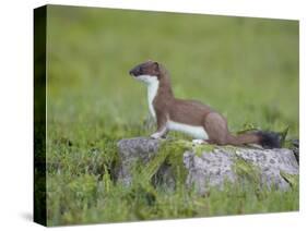 Stoat (Mustela Erminea) Standing on Rock in Saltmarsh, Conwy, Wales, UK, June-Richard Steel-Stretched Canvas