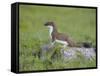 Stoat (Mustela Erminea) Standing on Rock in Saltmarsh, Conwy, Wales, UK, June-Richard Steel-Framed Stretched Canvas