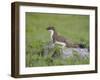 Stoat (Mustela Erminea) Standing on Rock in Saltmarsh, Conwy, Wales, UK, June-Richard Steel-Framed Premium Photographic Print