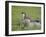 Stoat (Mustela Erminea) Standing on Rock in Saltmarsh, Conwy, Wales, UK, June-Richard Steel-Framed Premium Photographic Print