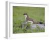 Stoat (Mustela Erminea) Standing on Rock in Saltmarsh, Conwy, Wales, UK, June-Richard Steel-Framed Premium Photographic Print