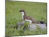 Stoat (Mustela Erminea) Standing on Rock in Saltmarsh, Conwy, Wales, UK, June-Richard Steel-Mounted Premium Photographic Print