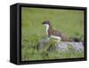 Stoat (Mustela Erminea) Standing on Rock in Saltmarsh, Conwy, Wales, UK, June-Richard Steel-Framed Stretched Canvas