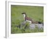 Stoat (Mustela Erminea) Standing on Rock in Saltmarsh, Conwy, Wales, UK, June-Richard Steel-Framed Photographic Print