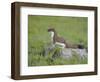 Stoat (Mustela Erminea) Standing on Rock in Saltmarsh, Conwy, Wales, UK, June-Richard Steel-Framed Photographic Print