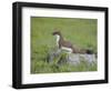 Stoat (Mustela Erminea) Standing on Rock in Saltmarsh, Conwy, Wales, UK, June-Richard Steel-Framed Photographic Print