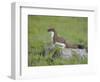 Stoat (Mustela Erminea) Standing on Rock in Saltmarsh, Conwy, Wales, UK, June-Richard Steel-Framed Photographic Print