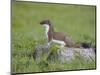 Stoat (Mustela Erminea) Standing on Rock in Saltmarsh, Conwy, Wales, UK, June-Richard Steel-Mounted Photographic Print