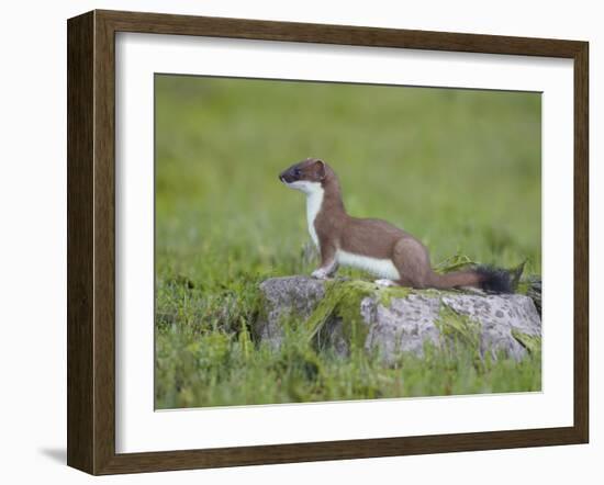 Stoat (Mustela Erminea) Standing on Rock in Saltmarsh, Conwy, Wales, UK, June-Richard Steel-Framed Photographic Print