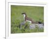 Stoat (Mustela Erminea) Standing on Rock in Saltmarsh, Conwy, Wales, UK, June-Richard Steel-Framed Photographic Print