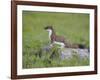 Stoat (Mustela Erminea) Standing on Rock in Saltmarsh, Conwy, Wales, UK, June-Richard Steel-Framed Photographic Print