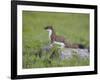 Stoat (Mustela Erminea) Standing on Rock in Saltmarsh, Conwy, Wales, UK, June-Richard Steel-Framed Photographic Print