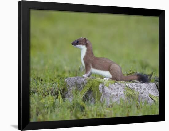 Stoat (Mustela Erminea) Standing on Rock in Saltmarsh, Conwy, Wales, UK, June-Richard Steel-Framed Photographic Print