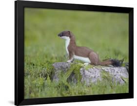 Stoat (Mustela Erminea) Standing on Rock in Saltmarsh, Conwy, Wales, UK, June-Richard Steel-Framed Photographic Print