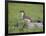 Stoat (Mustela Erminea) Standing on Rock in Saltmarsh, Conwy, Wales, UK, June-Richard Steel-Framed Photographic Print