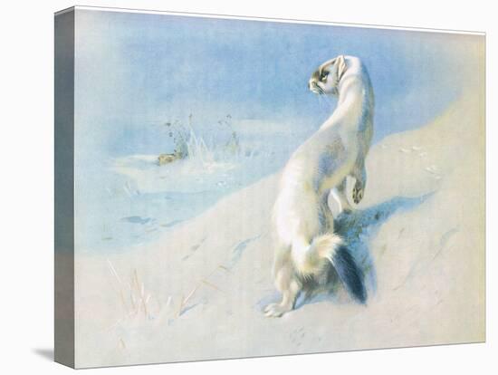 Stoat (Winter), from Thorburn's Mammals Published by Longmans and Co, C. 1920 (Colour Litho)-Archibald Thorburn-Stretched Canvas