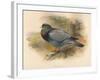 Stock Dove (Columba aenas), 1900, (1900)-Charles Whymper-Framed Giclee Print