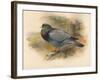 Stock Dove (Columba aenas), 1900, (1900)-Charles Whymper-Framed Giclee Print