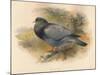 Stock Dove (Columba aenas), 1900, (1900)-Charles Whymper-Mounted Giclee Print