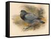 Stock Dove (Columba aenas), 1900, (1900)-Charles Whymper-Framed Stretched Canvas