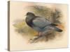 Stock Dove (Columba aenas), 1900, (1900)-Charles Whymper-Stretched Canvas