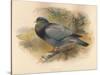 Stock Dove (Columba aenas), 1900, (1900)-Charles Whymper-Stretched Canvas