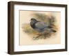 Stock Dove (Columba aenas), 1900, (1900)-Charles Whymper-Framed Giclee Print