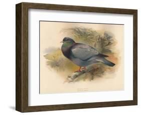 Stock Dove (Columba aenas), 1900, (1900)-Charles Whymper-Framed Giclee Print