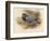 Stock Dove (Columba aenas), 1900, (1900)-Charles Whymper-Framed Giclee Print